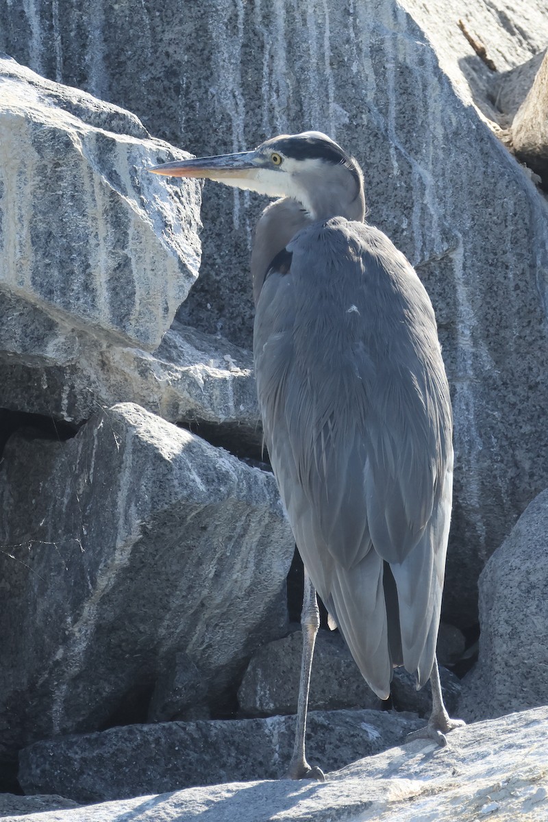 Great Blue Heron - ML642795389