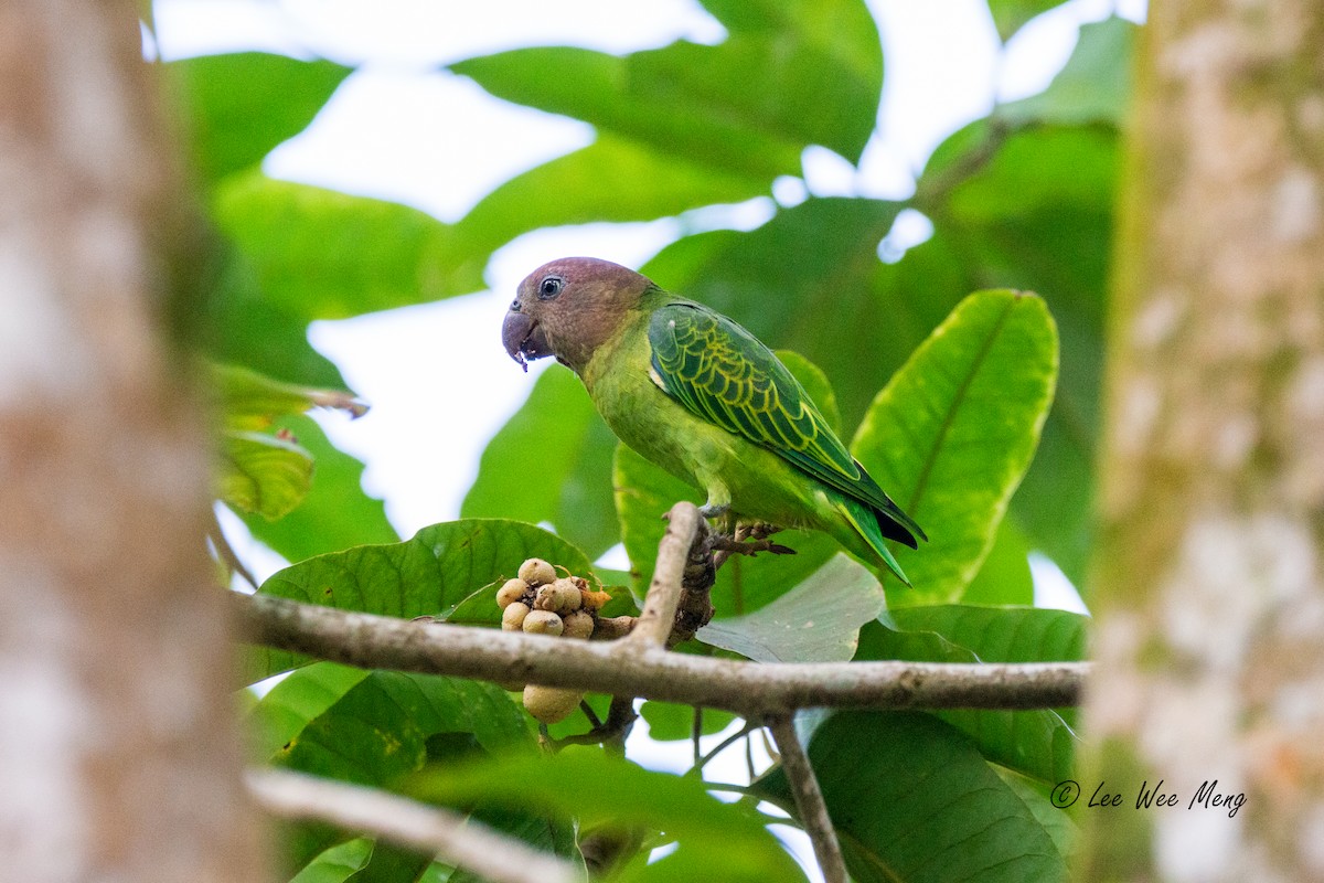 alexandr krátkoocasý - ML642795398