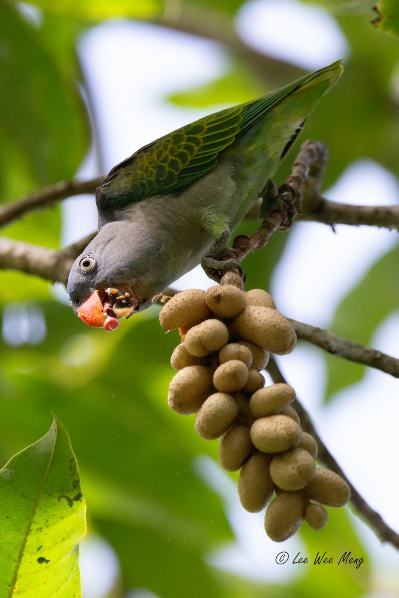 alexandr krátkoocasý - ML642795416