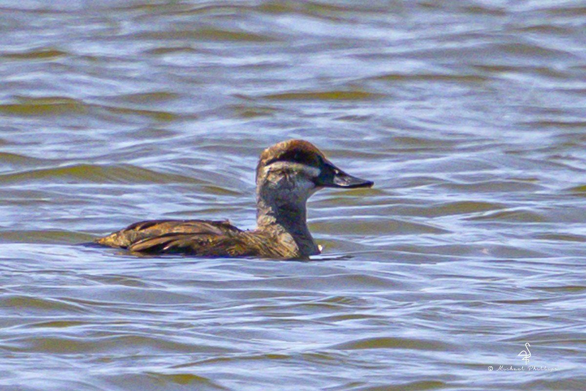 Ruddy Duck - ML642795417