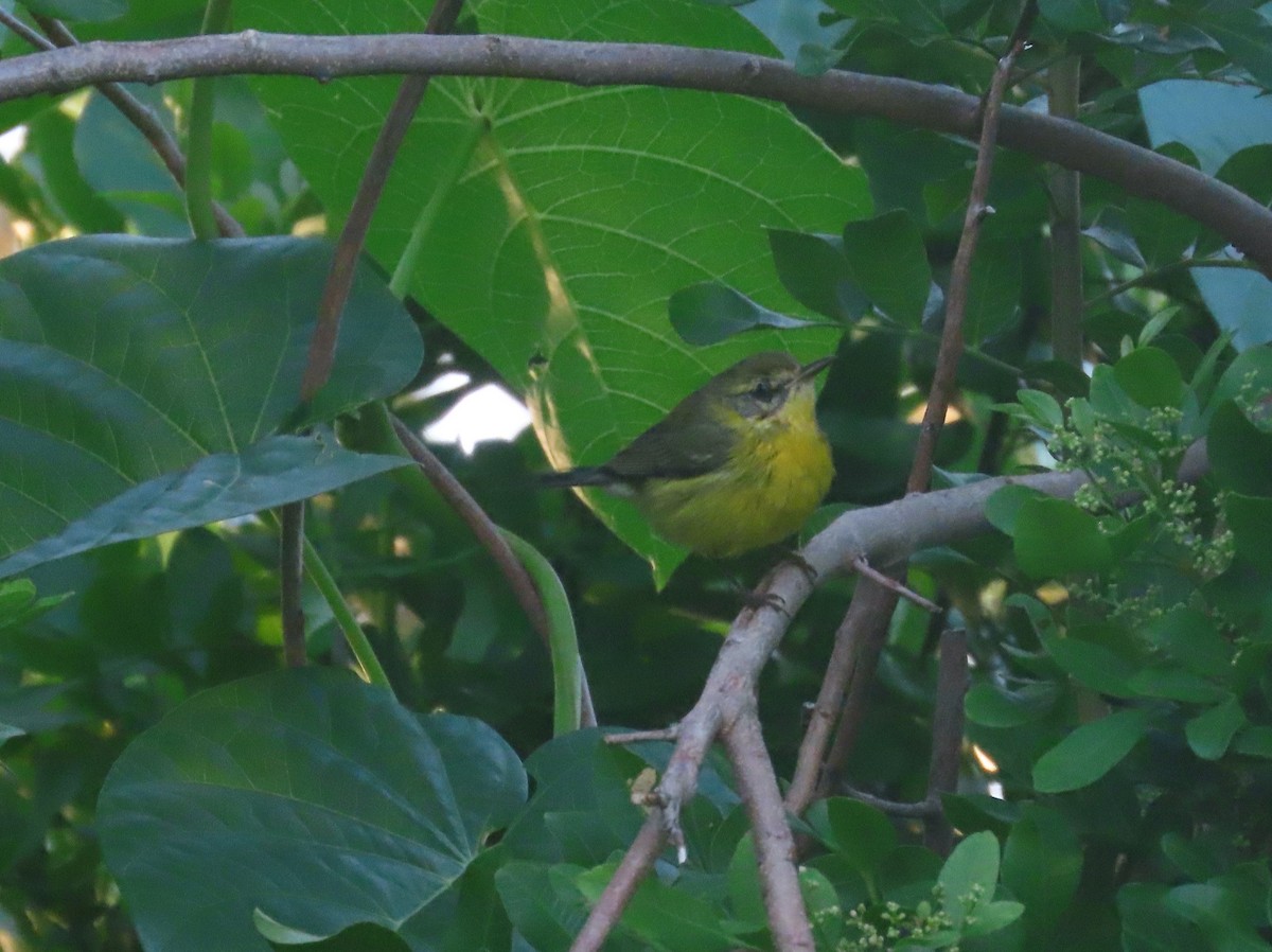 Prairie Warbler - ML642795418