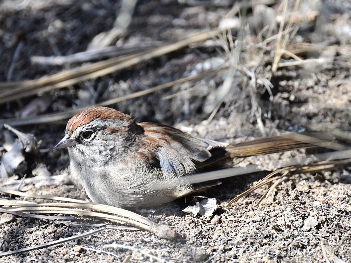 Rufous-crowned Sparrow - ML642795426