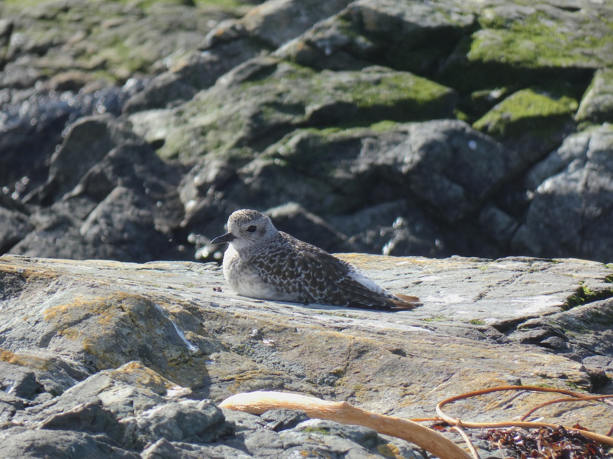 Black-bellied Plover - ML642795427