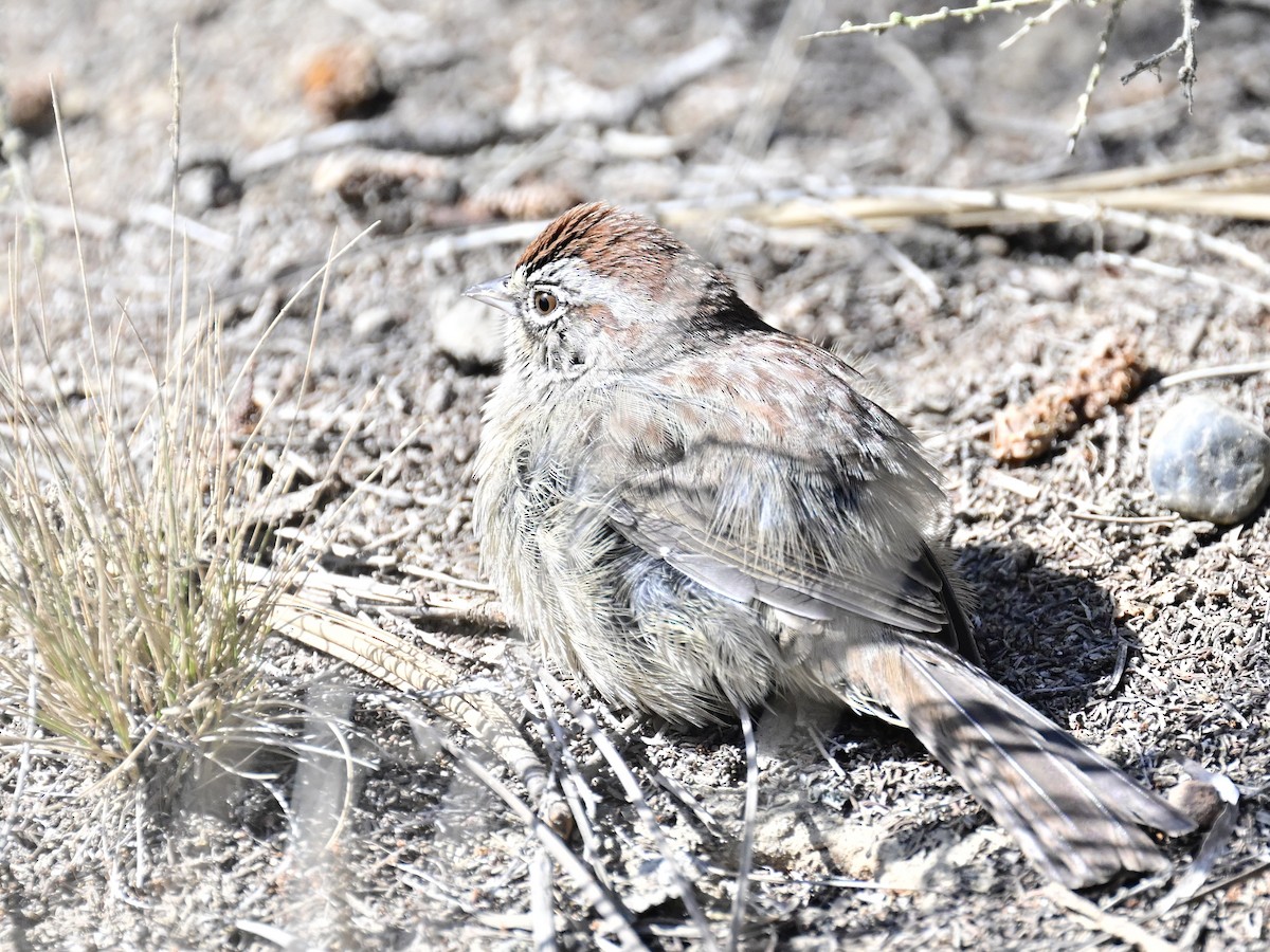 Rufous-crowned Sparrow - ML642795428