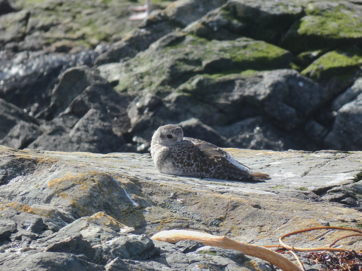 Black-bellied Plover - ML642795429