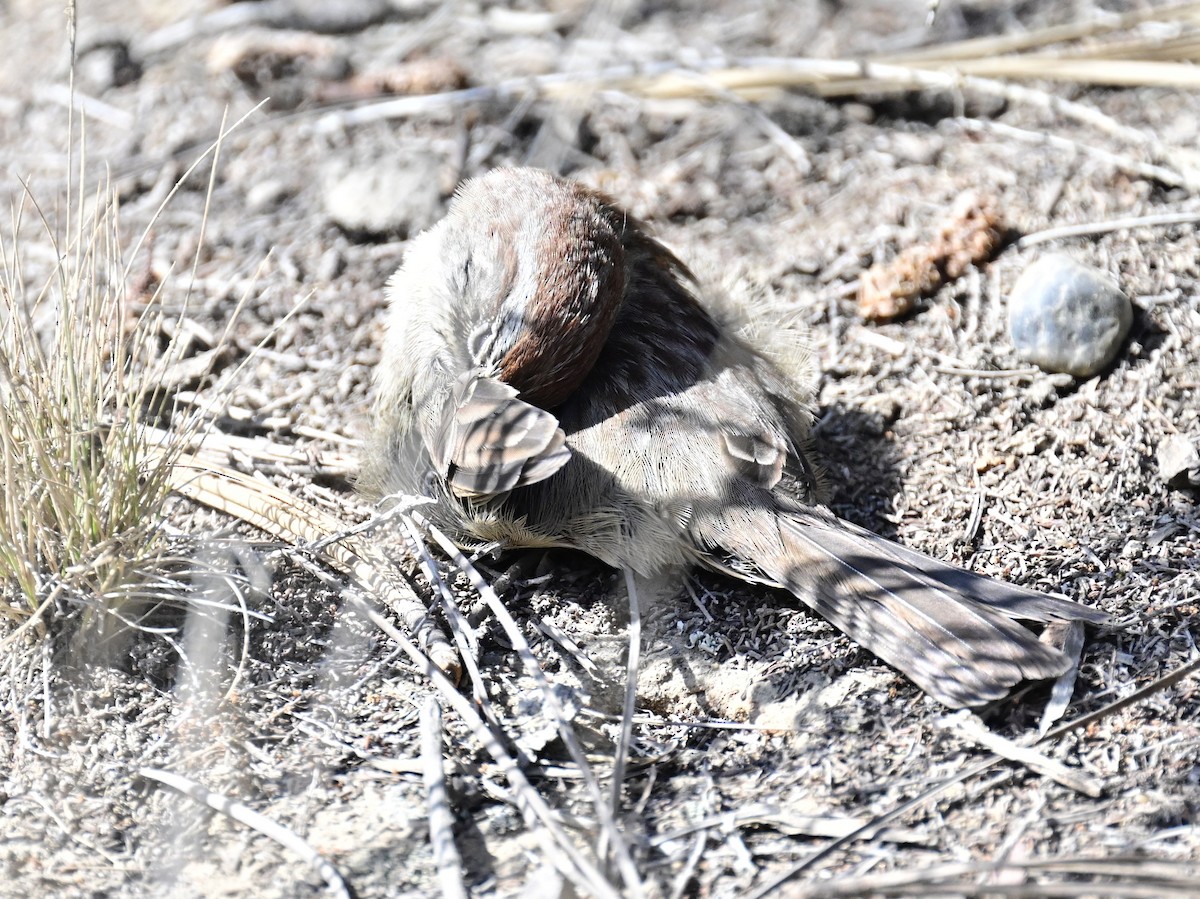 Rufous-crowned Sparrow - ML642795430