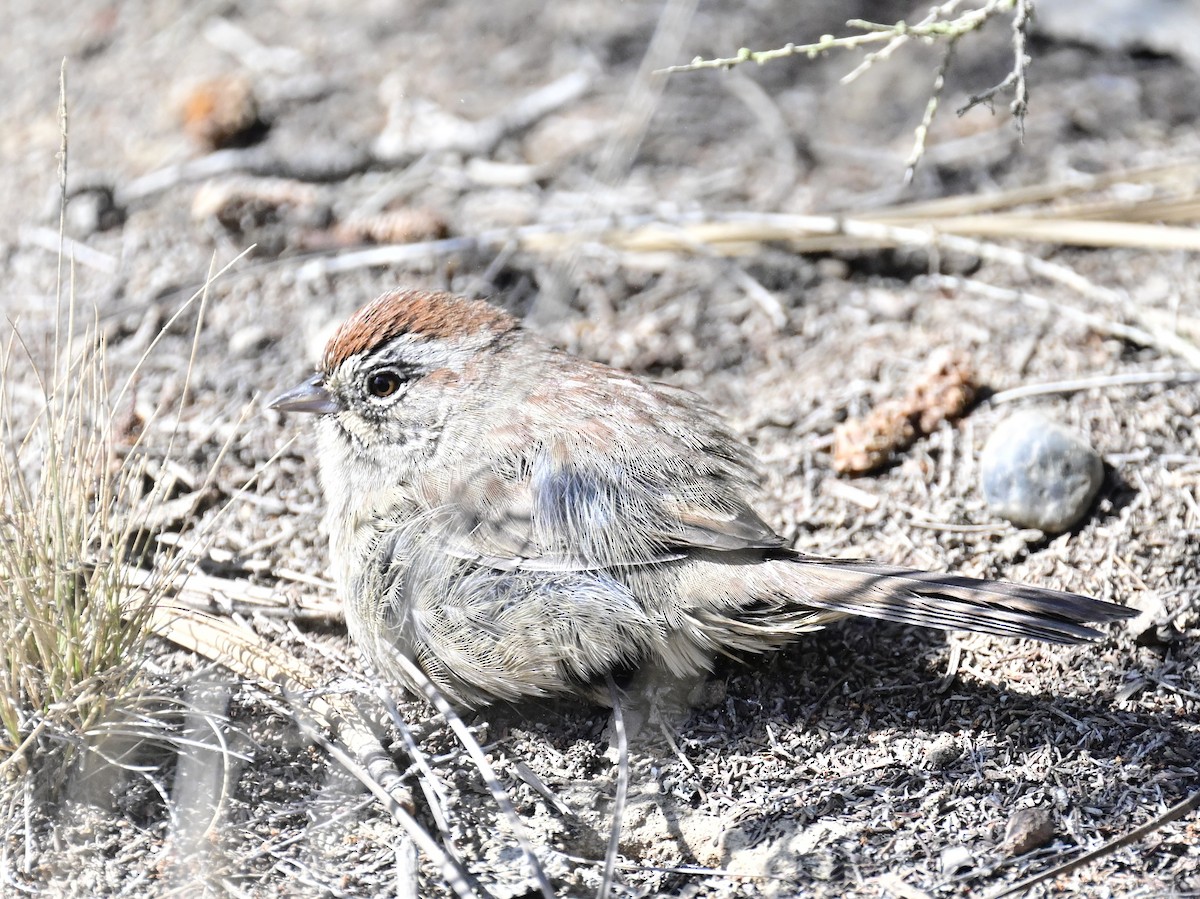 Rufous-crowned Sparrow - ML642795431