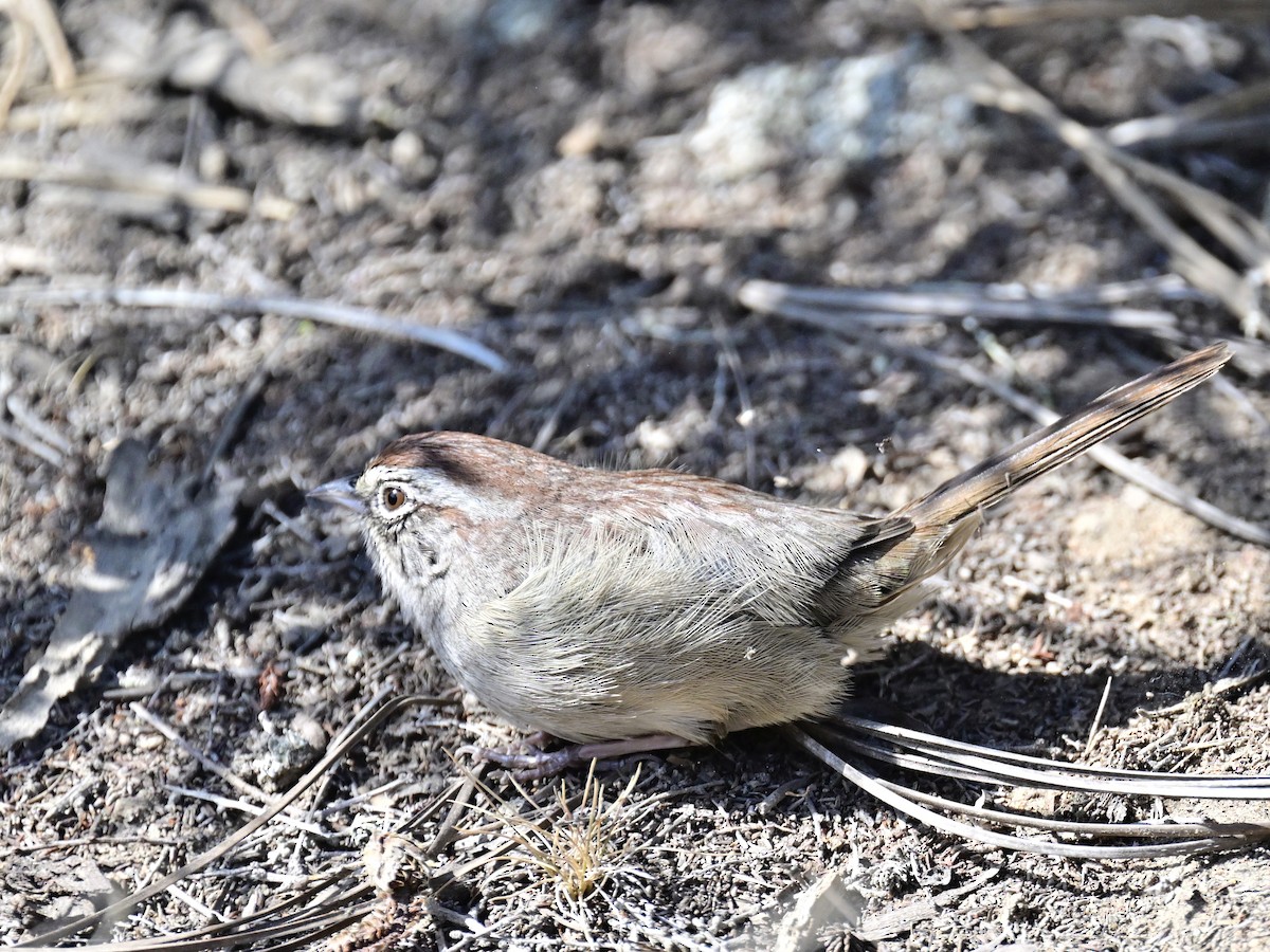 Rufous-crowned Sparrow - ML642795432