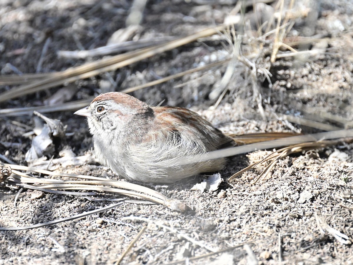 Rufous-crowned Sparrow - ML642795433