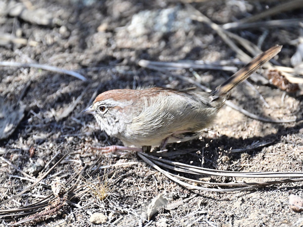 Rufous-crowned Sparrow - ML642795435