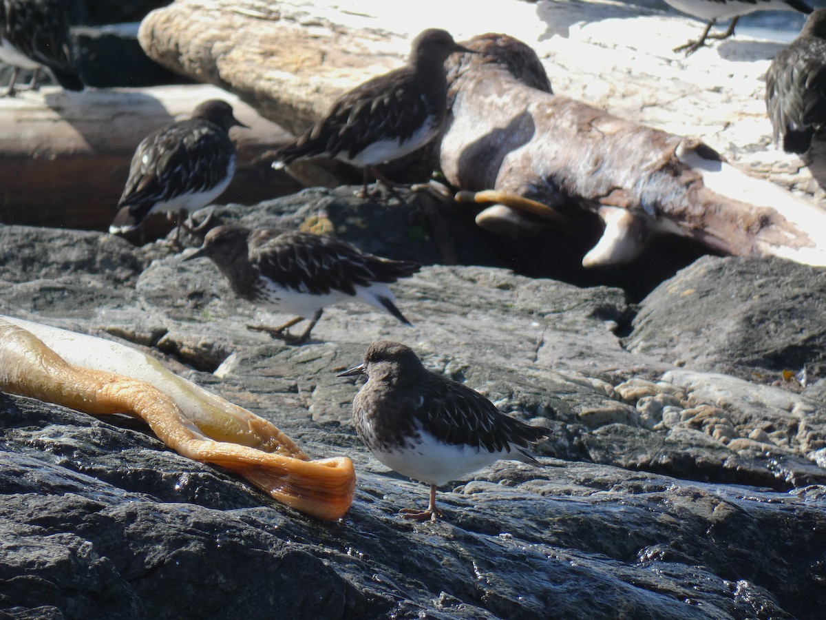 Black Turnstone - ML642795439