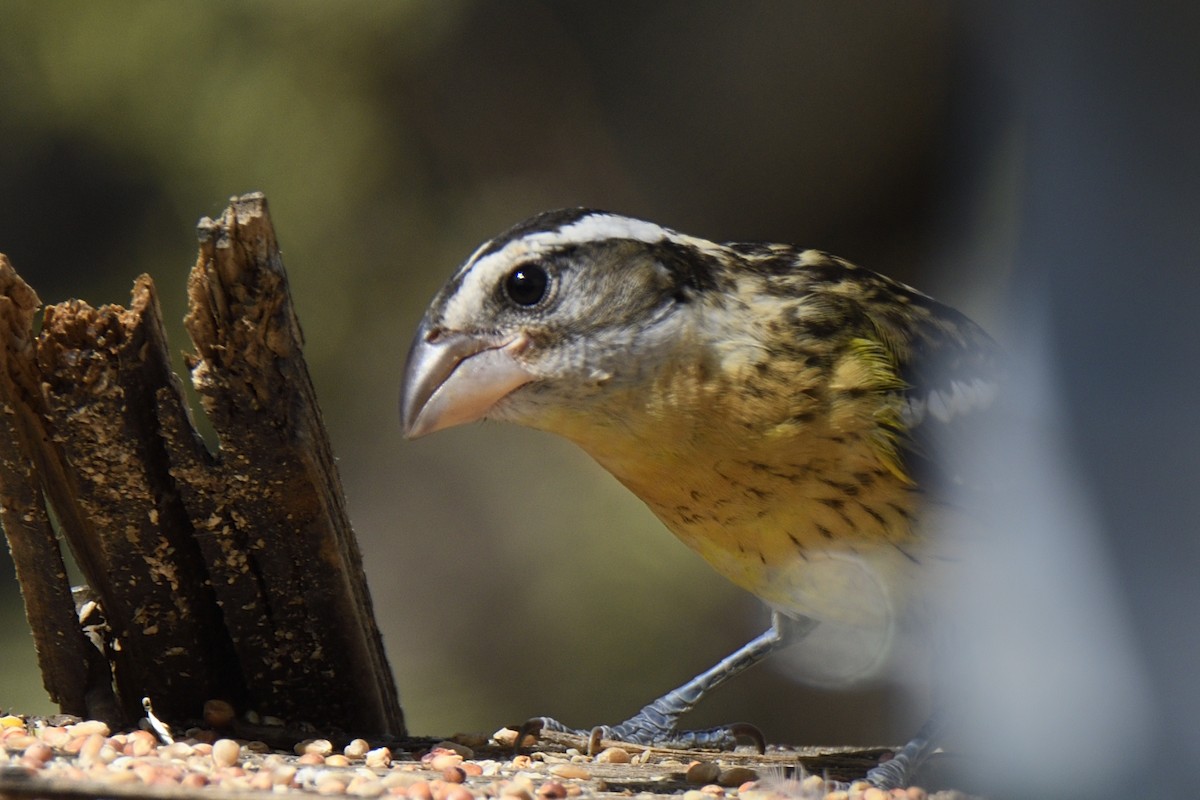 Black-headed Grosbeak - ML642795440