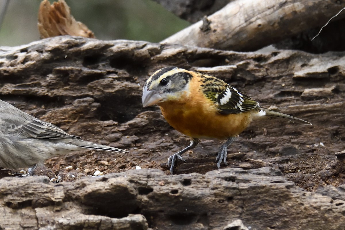 Black-headed Grosbeak - ML642795441