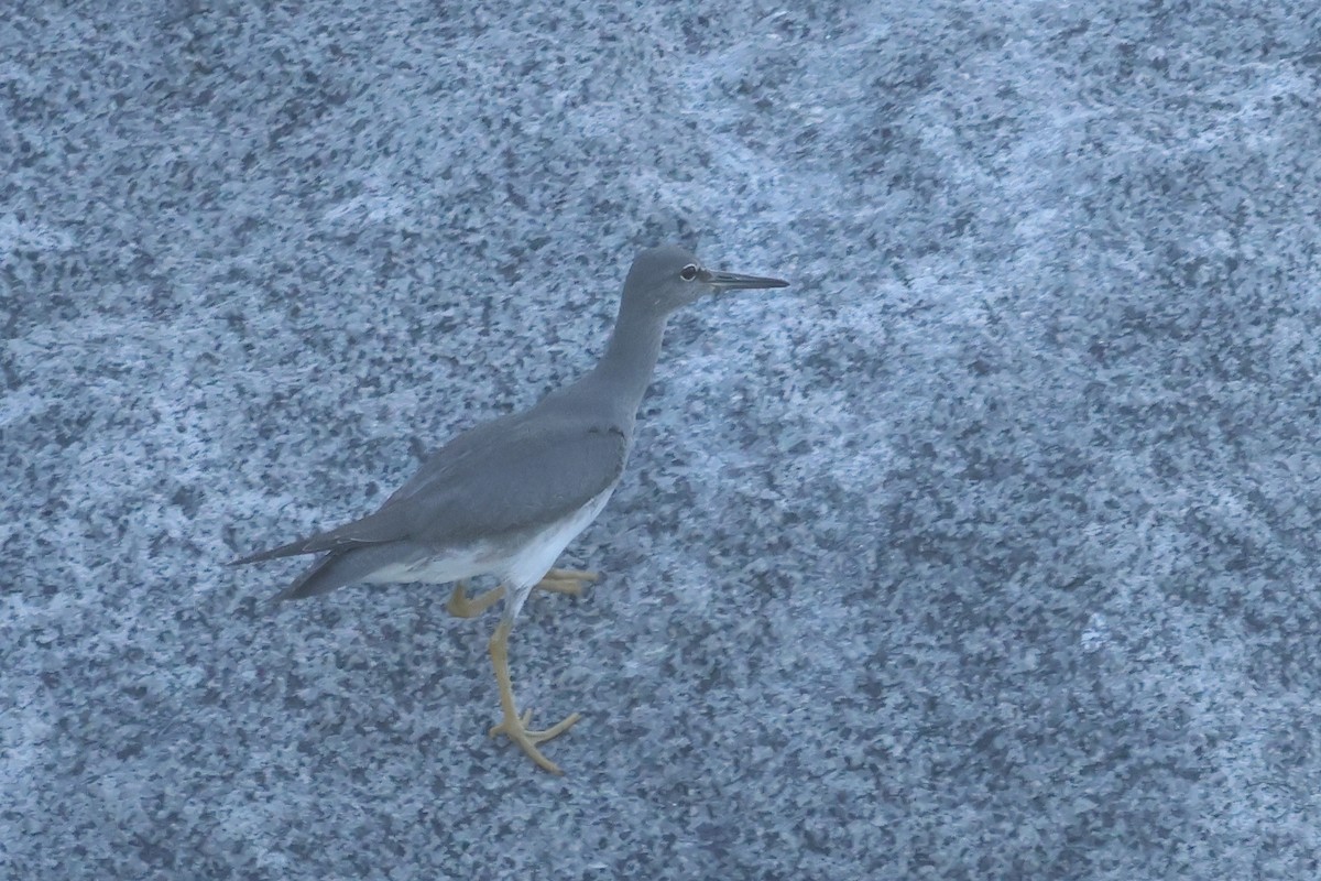 Цэлдэн хөгчүү - ML642795447