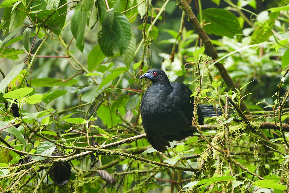 Black Guan - ML642795451