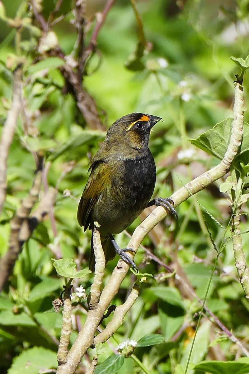 Yellow-faced Grassquit - ML642795460