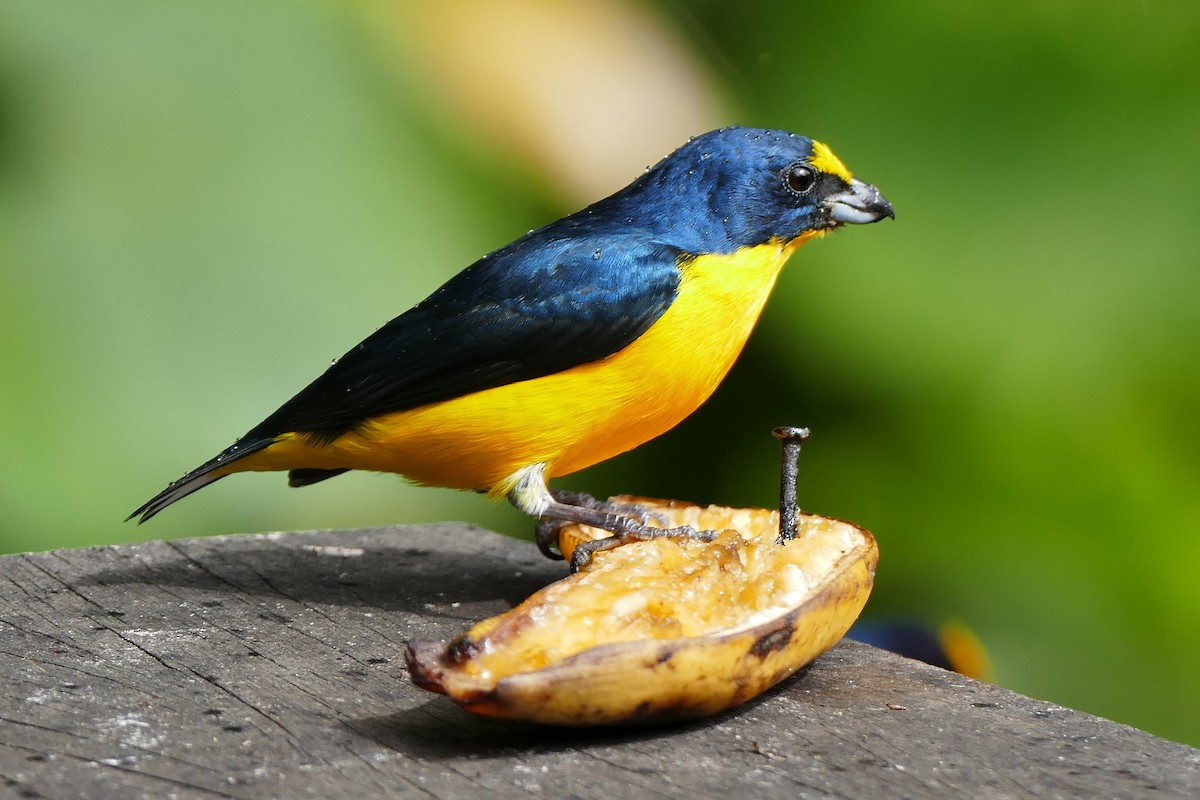 Yellow-throated Euphonia - ML642795463