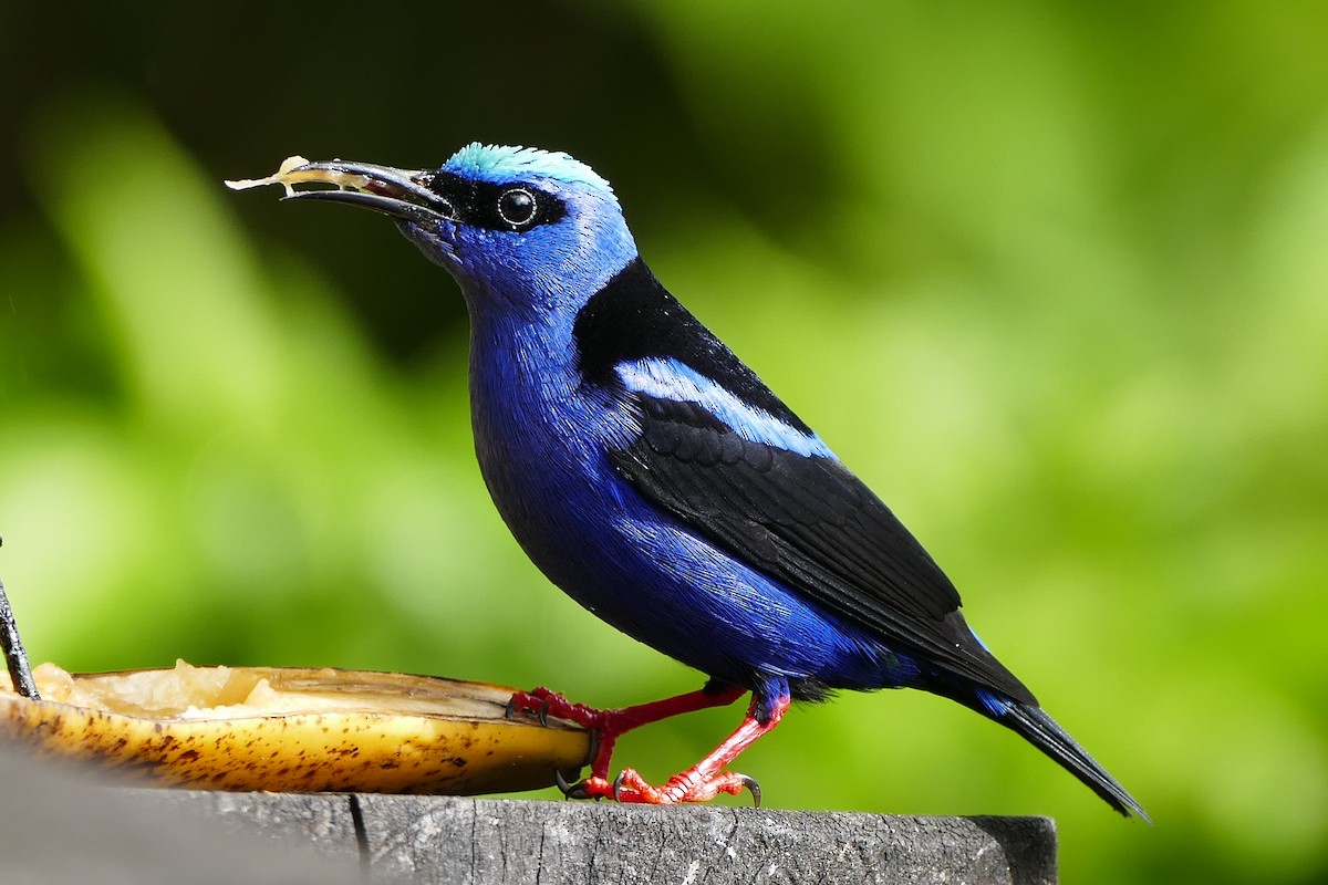 Red-legged Honeycreeper - ML642795467