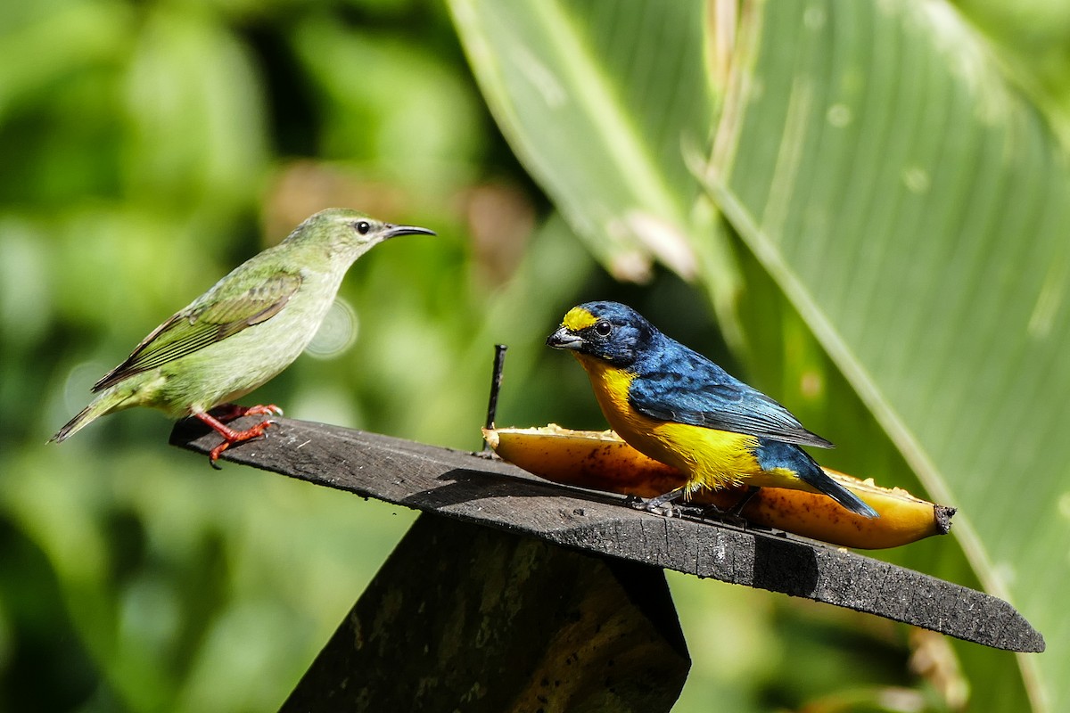 Yellow-throated Euphonia - ML642795470