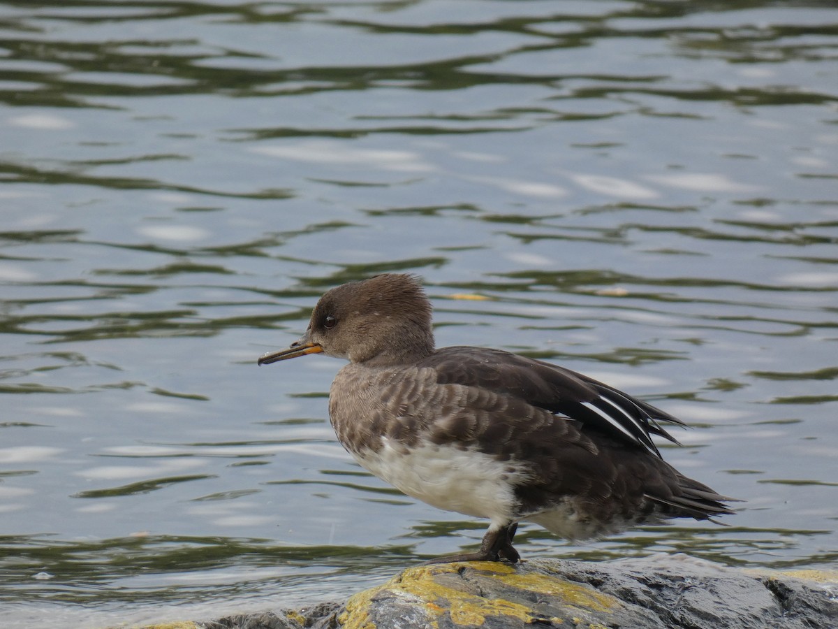 Hooded Merganser - ML642795472