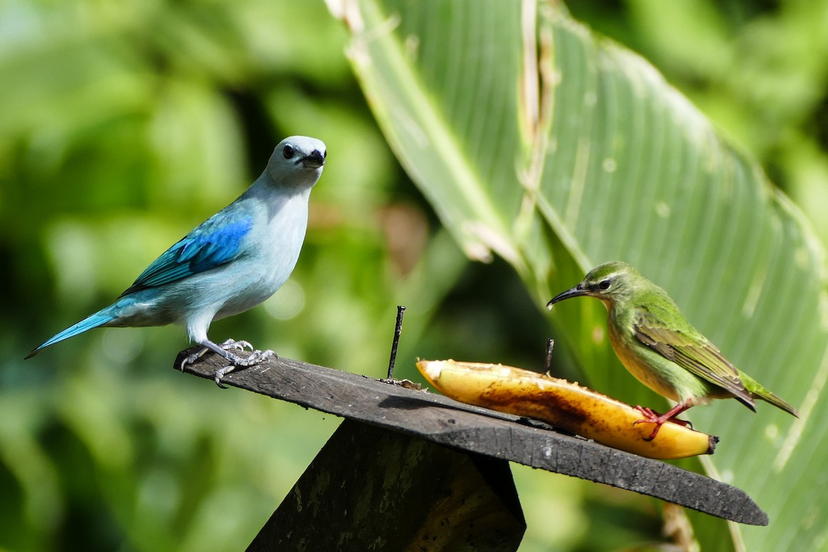 Red-legged Honeycreeper - ML642795473