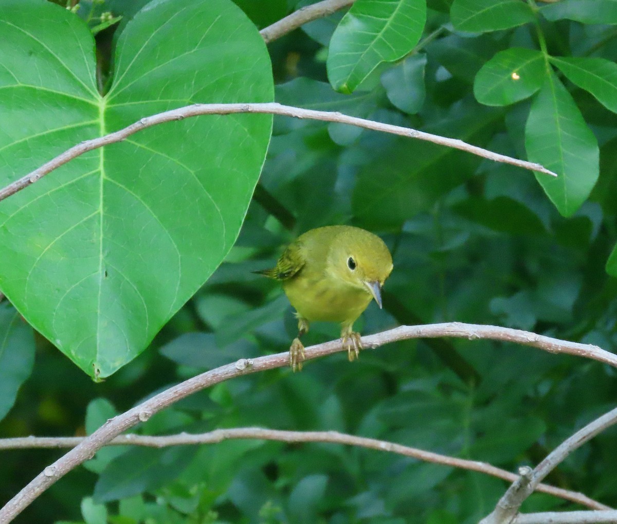 Yellow Warbler - ML642795474