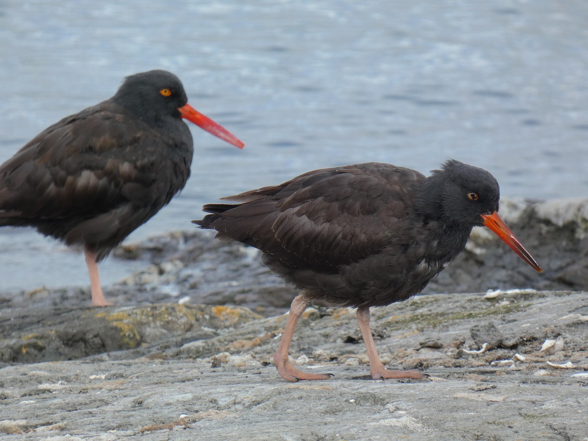 Black Oystercatcher - ML642795491
