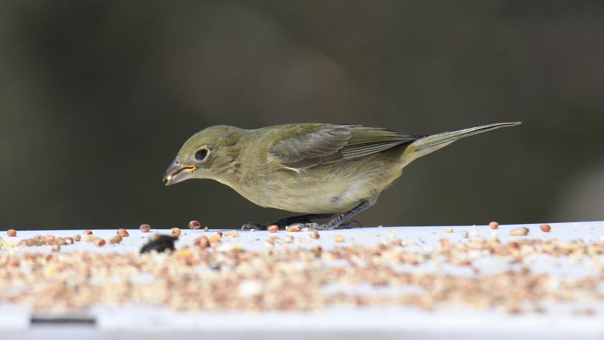 Painted Bunting - ML642795501