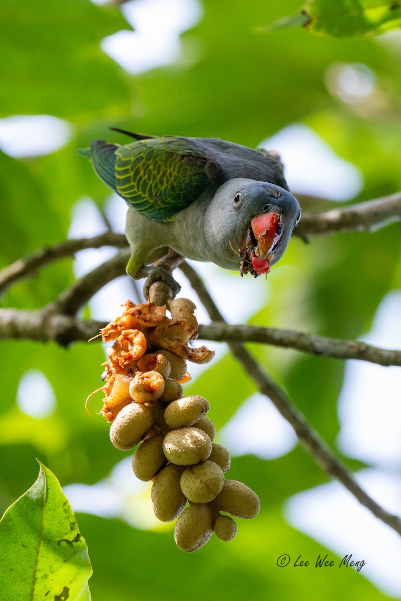 alexandr krátkoocasý - ML642795527