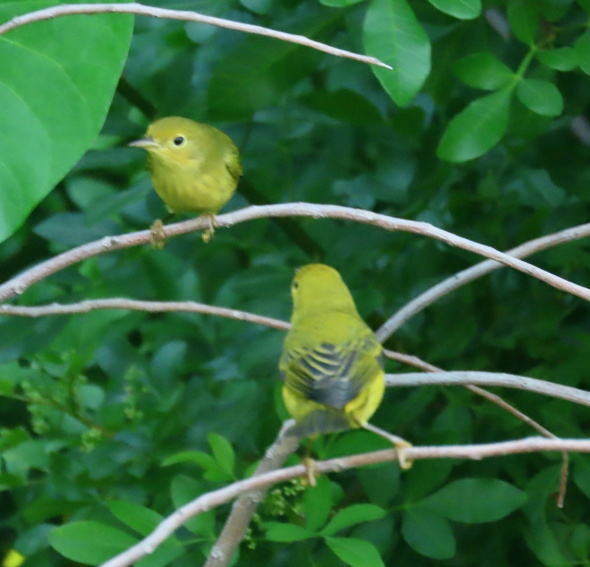 Yellow Warbler - ML642795538