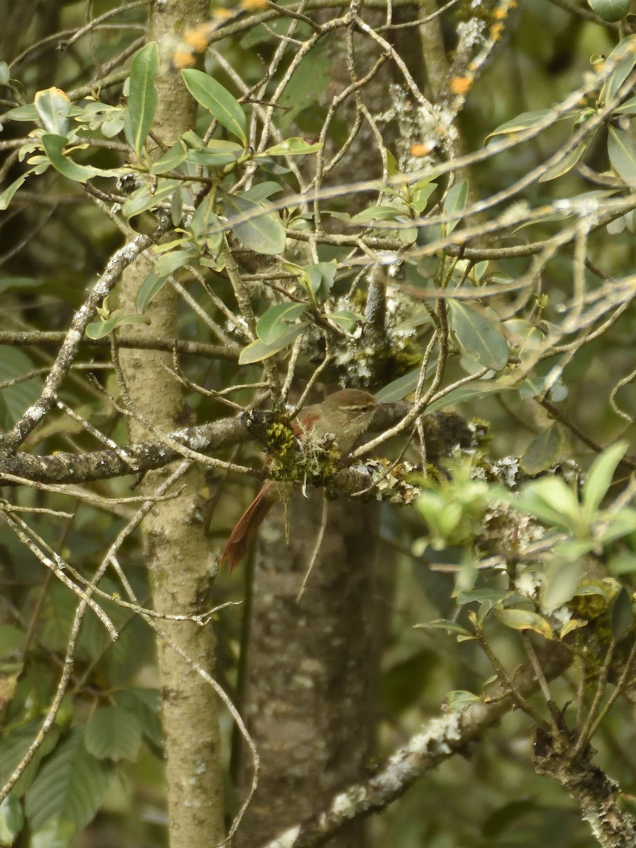 Line-cheeked Spinetail - ML642795545