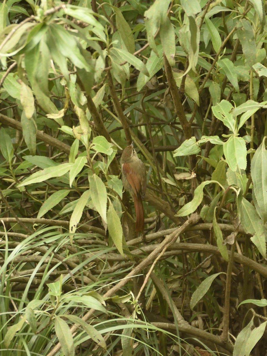 Line-cheeked Spinetail - ML642795546