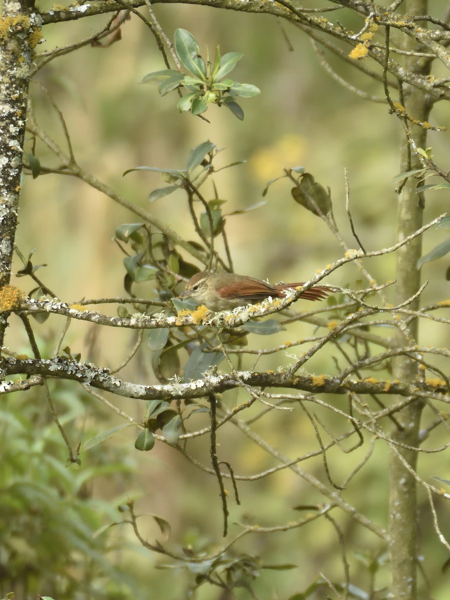 Line-cheeked Spinetail - ML642795547