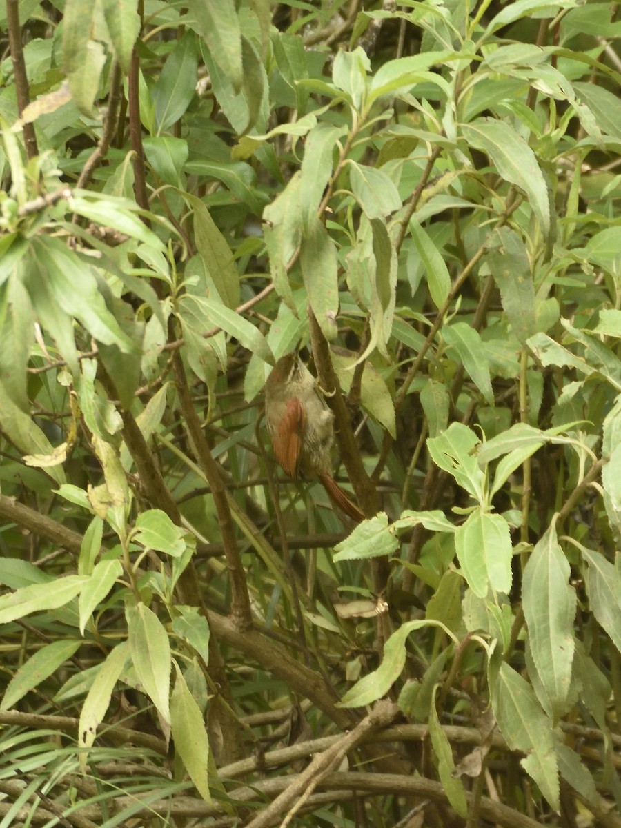 Line-cheeked Spinetail - ML642795548
