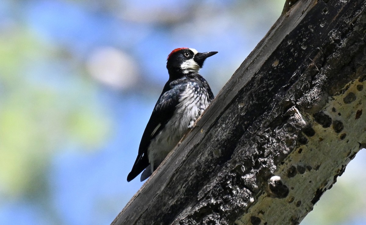 Acorn Woodpecker - ML642795555
