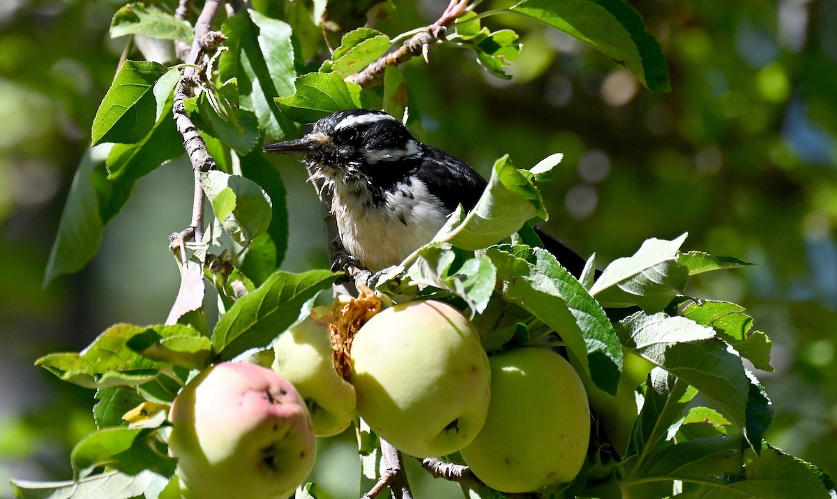 Hairy Woodpecker - ML642795561