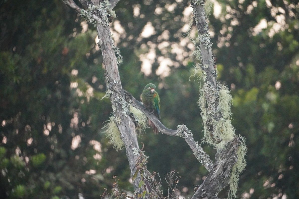 Santa Marta Parakeet - ML642795563