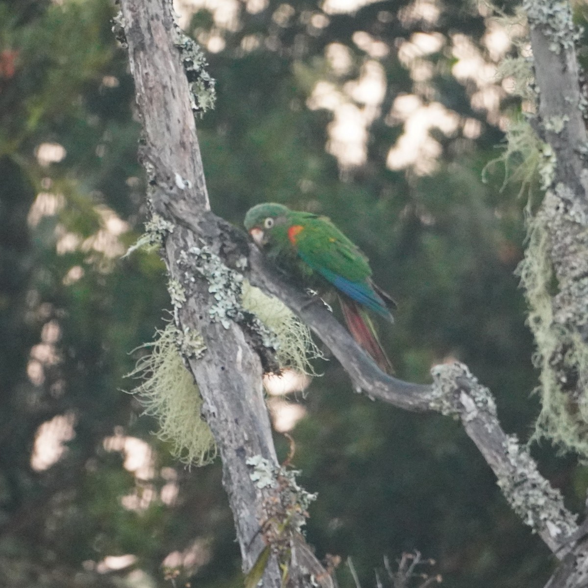 Santa Marta Parakeet - ML642795564