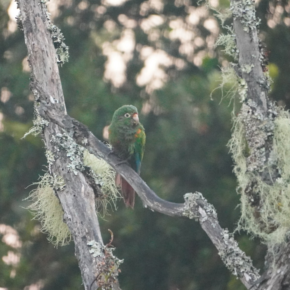 Santa Marta Parakeet - ML642795565