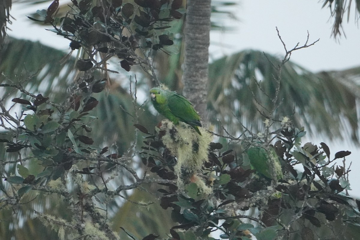 Scaly-naped Amazon - ML642795570
