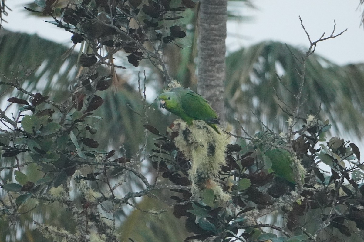 Scaly-naped Amazon - ML642795571