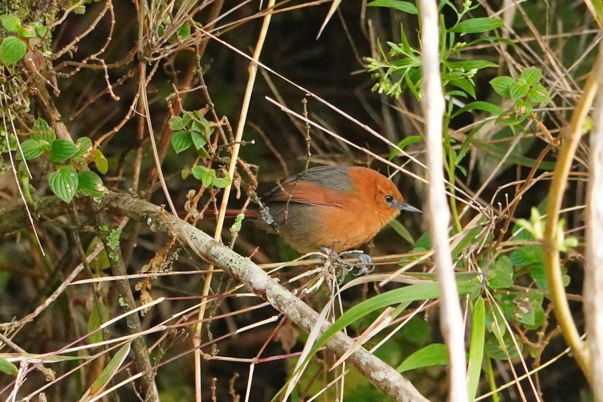 Synallaxe de Santa Marta - ML642795575