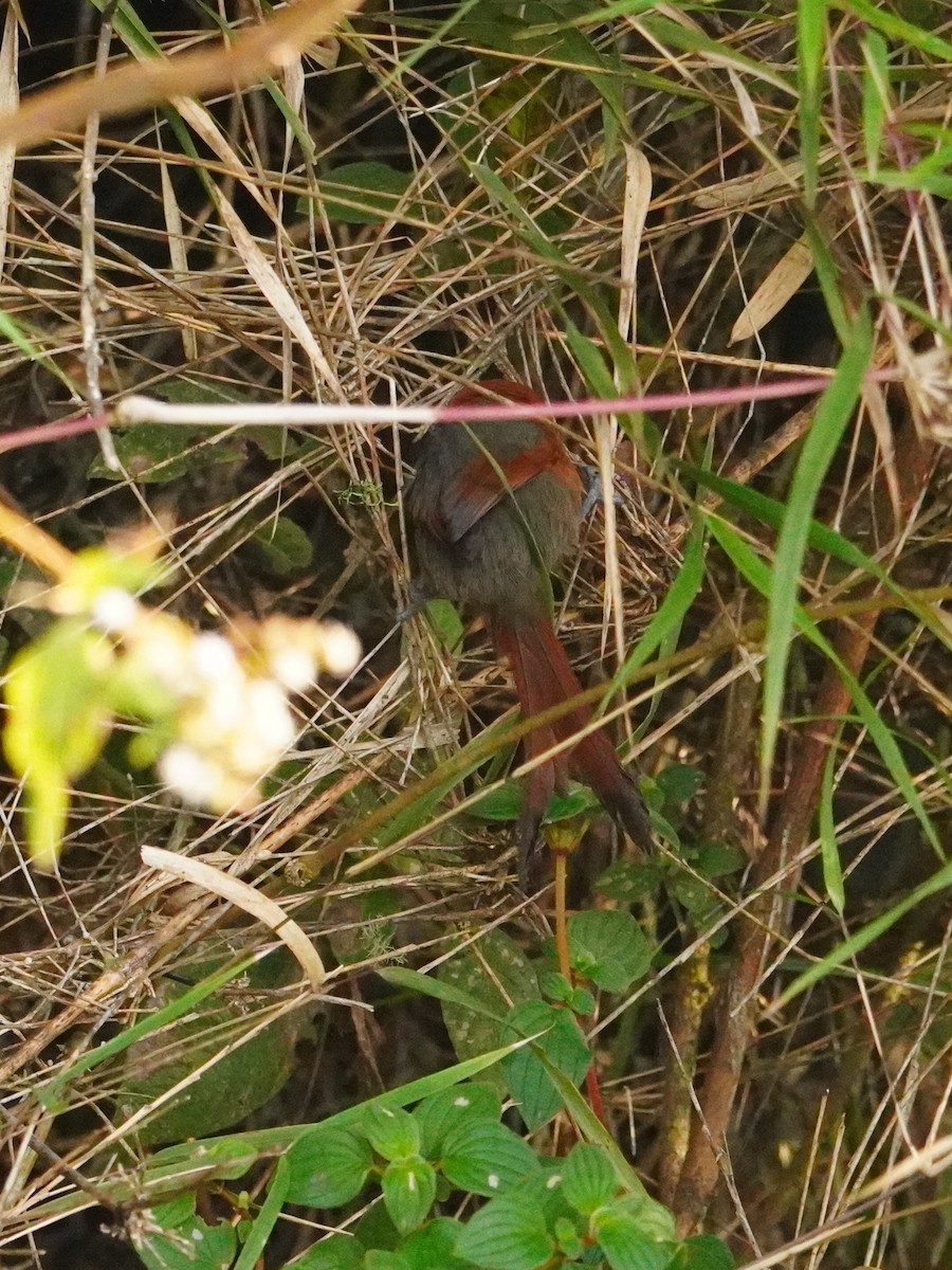 Synallaxe de Santa Marta - ML642795576