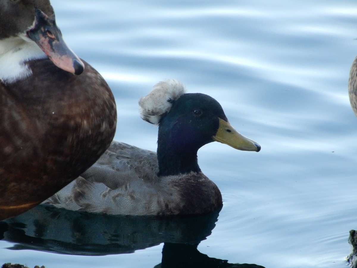 anatidé sp. (canard sp.) - ML642795581