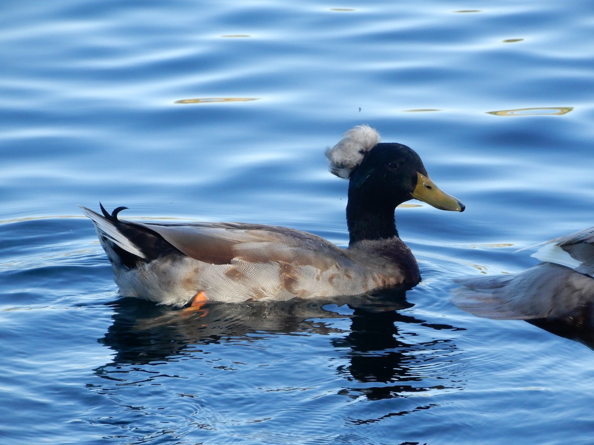 anatidé sp. (canard sp.) - ML642795582