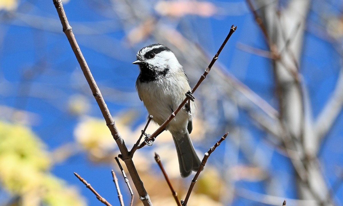 Mountain Chickadee - ML642795587