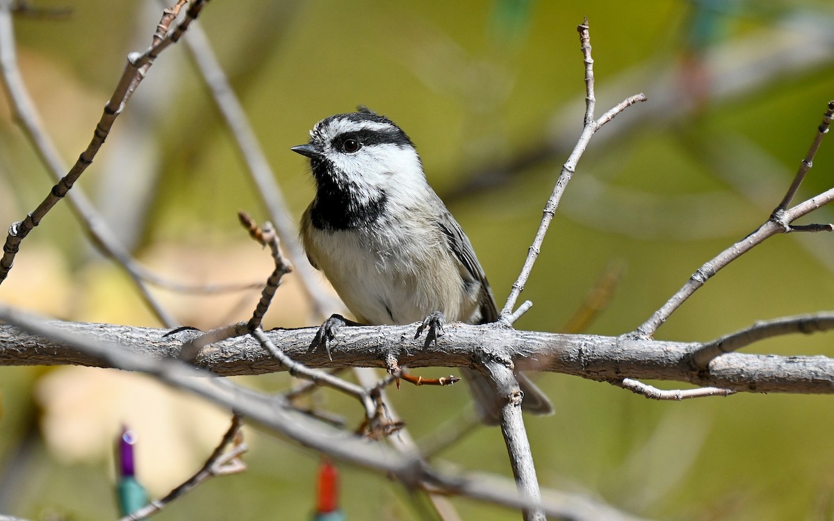Mountain Chickadee - ML642795588