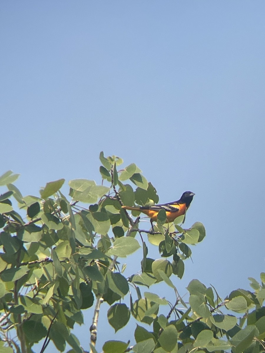 Baltimore Oriole - ML642795589