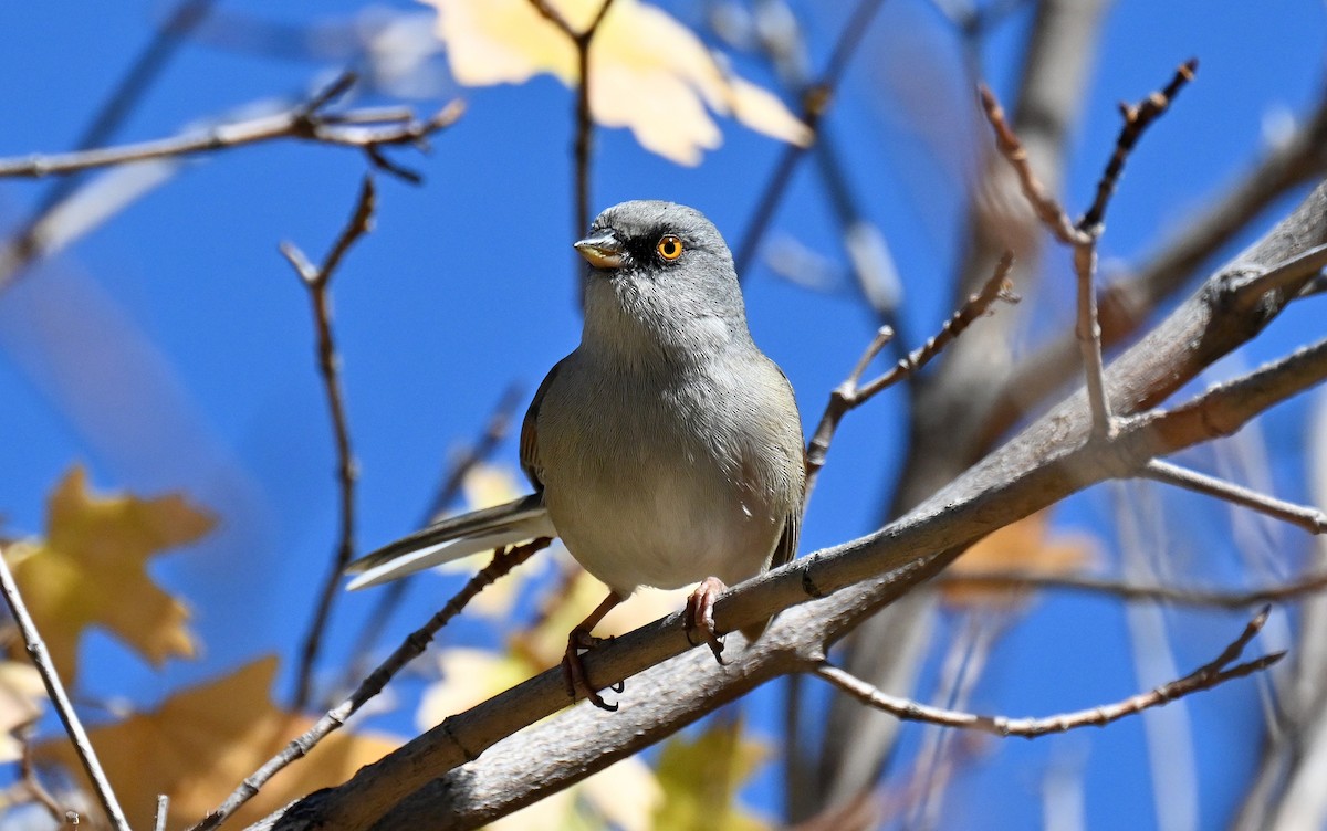 Yellow-eyed Junco - ML642795590