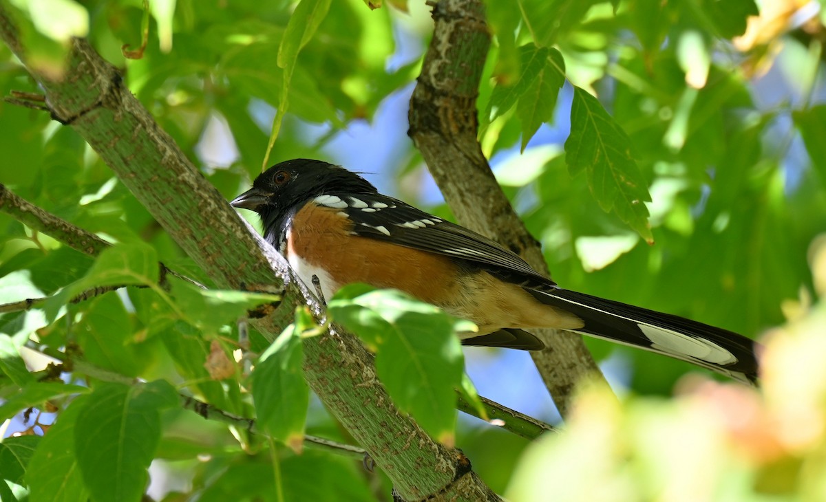Spotted Towhee - ML642795593